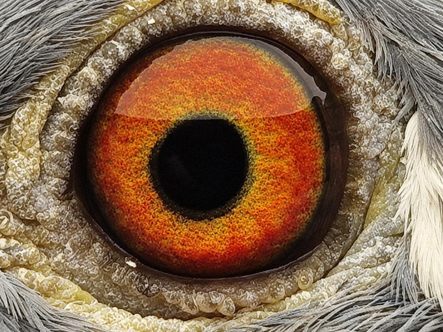 Pigeon eye